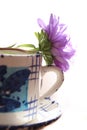 Cup with aster and sauser